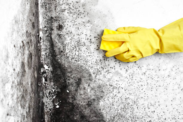 Best Residential Mold Removal  in Cle Elum, WA