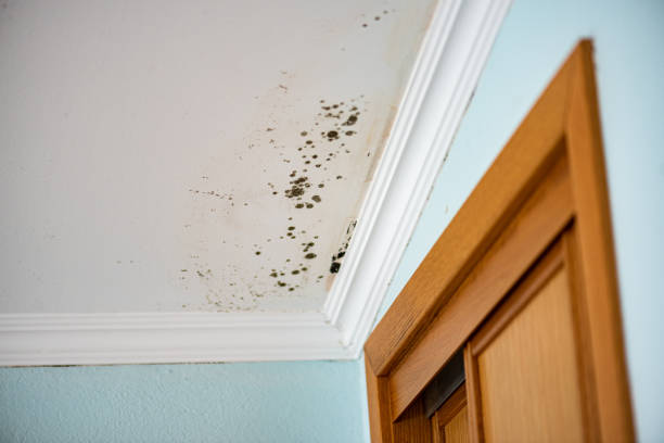 Best Affordable Mold Removal  in Cle Elum, WA