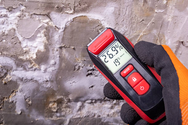 Best Fast Mold Removal  in Cle Elum, WA