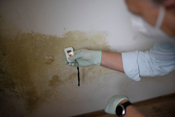 Best Emergency Mold Removal  in Cle Elum, WA