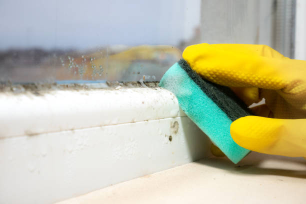 Best Commercial Mold Removal  in Cle Elum, WA
