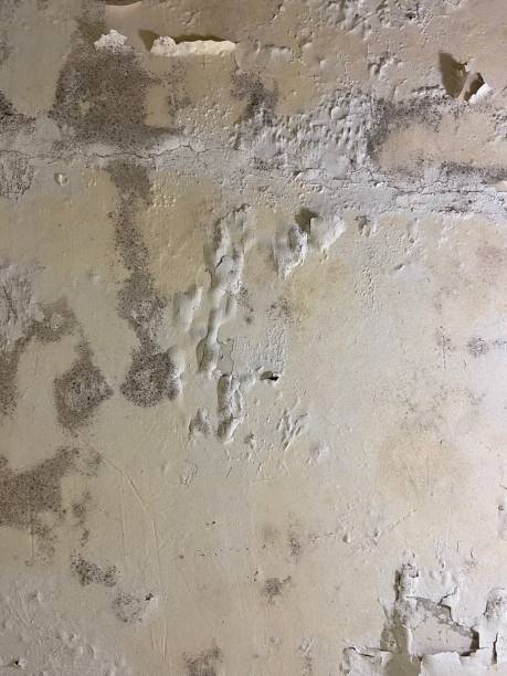 Best Mold Remediation  in Cle Elum, WA