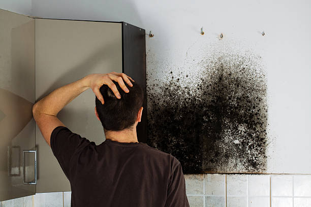 Best Mold Removal Company Near Me  in Cle Elum, WA