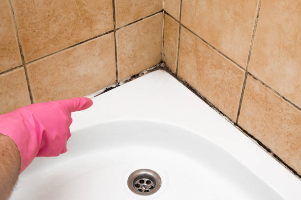 Mold Removal and Inspection in Cle Elum, WA